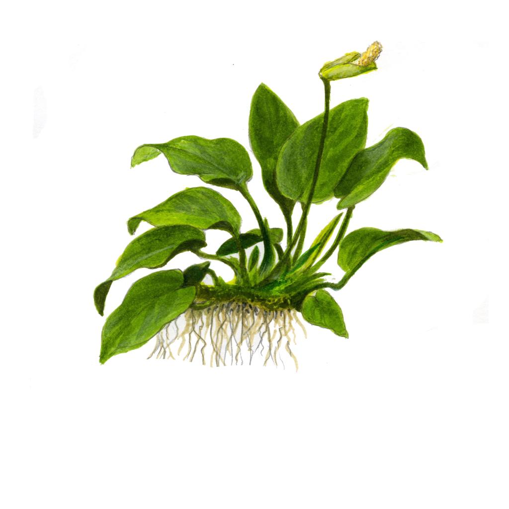Tropica Anubias barteri nana 1-2-Grow!