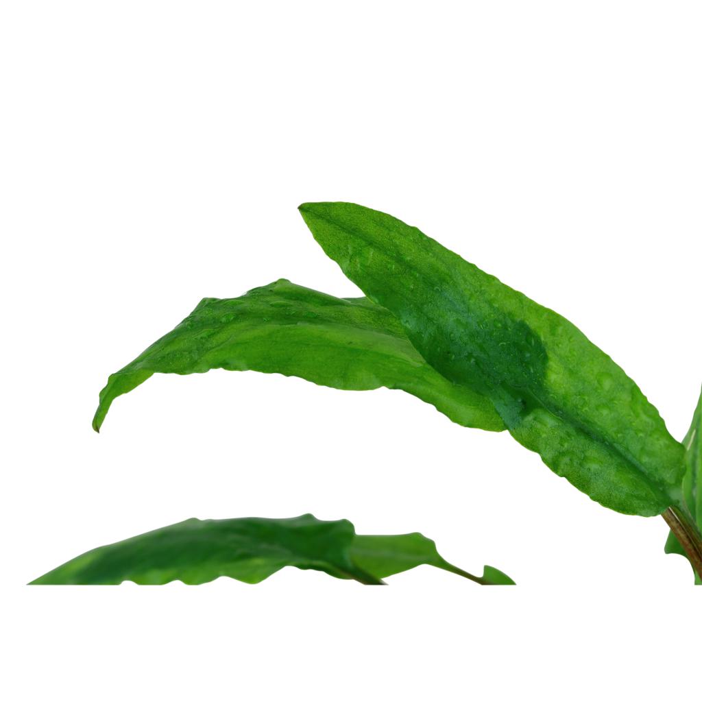 Tropica Cryptocoryne wendtii Green 1-2-Grow!