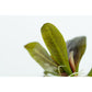 Tropica Echinodorus Reni 1-2-Grow!
