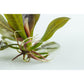 Tropica Echinodorus Reni 1-2-Grow!