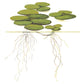 Tropica Limnobium laevigatum (Amazon Frogbit) 1-2-Grow!