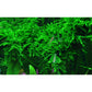 Tropica Vesicularia ferriei Weeping Moss 1-2-Grow!