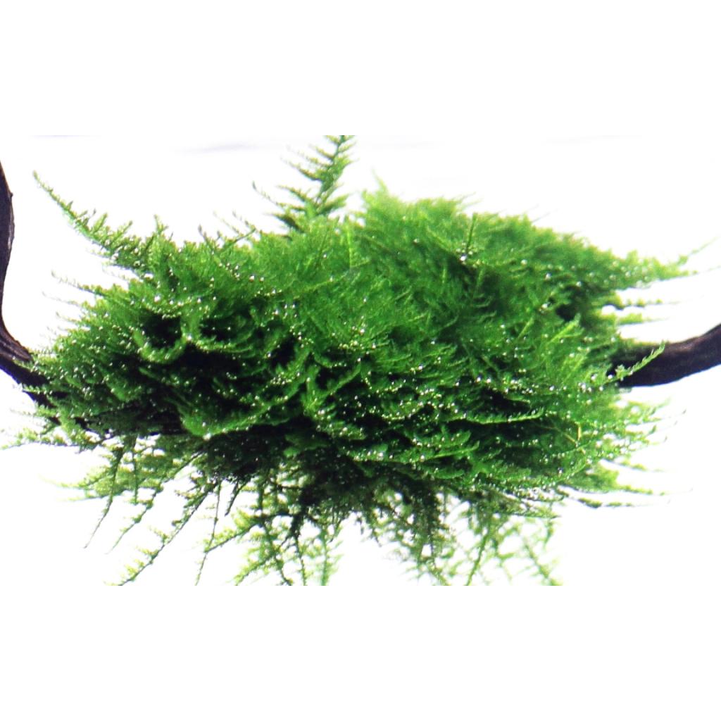 Tropica Vesicularia montagnei Christmas Moss 1-2-Grow!