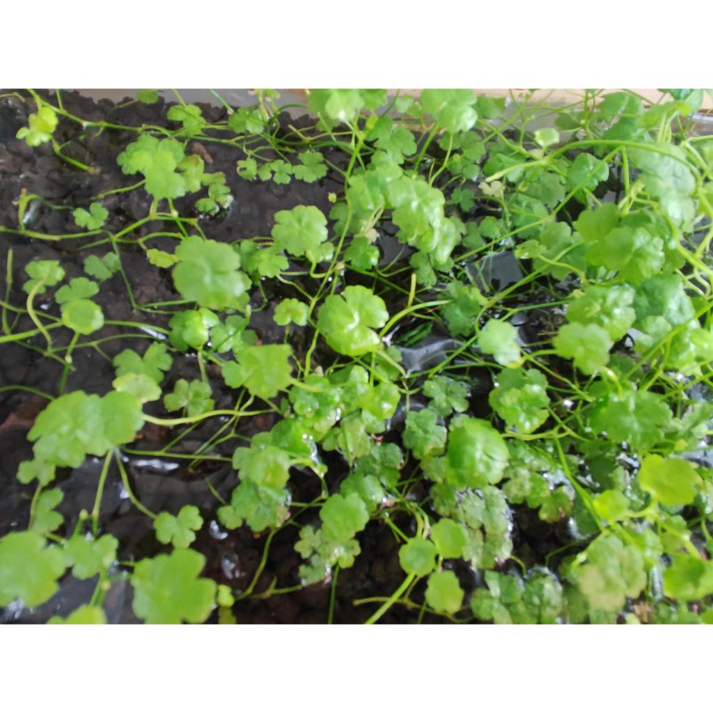 Hydrocotyle Tripartita sp Japan