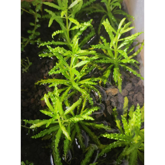 Pogostemon Helferi (Little Star)