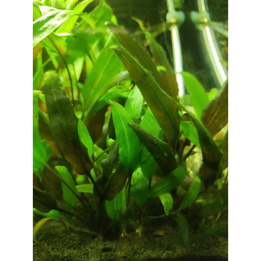 Cryptocoryne Wendtii Brown