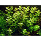 Tropica Bacopa caroliniana 1-2-Grow!