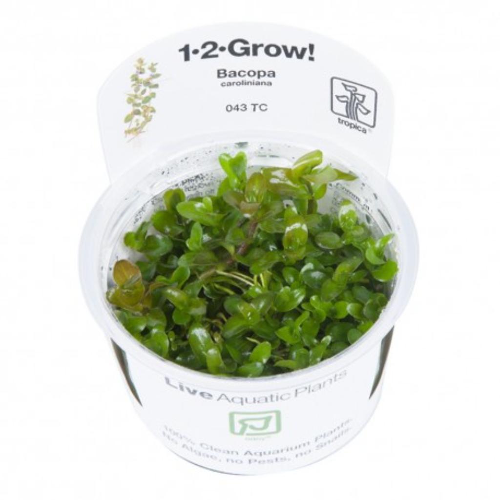 Tropica Bacopa caroliniana 1-2-Grow!