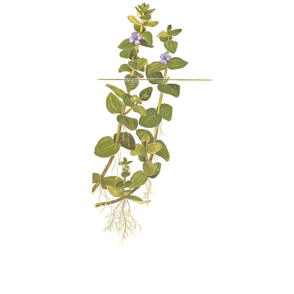 Tropica Bacopa caroliniana 1-2-Grow!