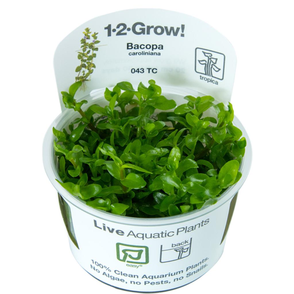 Tropica Bacopa caroliniana 1-2-Grow!