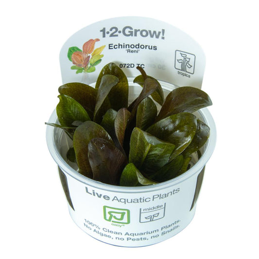 Tropica Echinodorus Reni 1-2-Grow!