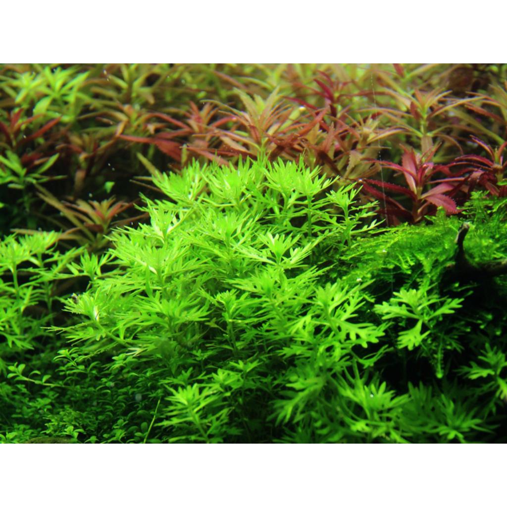 Tropica Hottonia palustris 1-2-Grow!