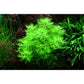 Tropica Hottonia palustris 1-2-Grow!