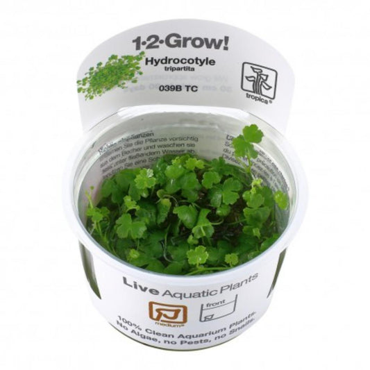 Tropica Hydrocotyle tripartita (Japan) 1-2-Grow!