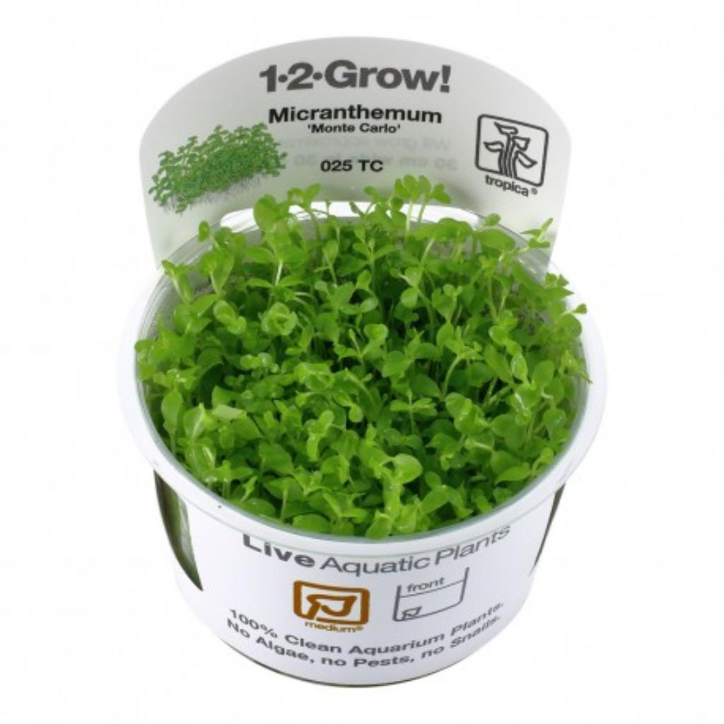 Tropica Micranthemum Monte Carlo 1-2-Grow!