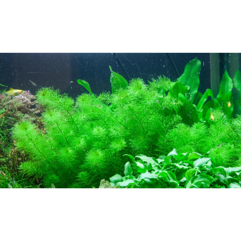 Tropica Myriophyllum Guyana 1-2-Grow!