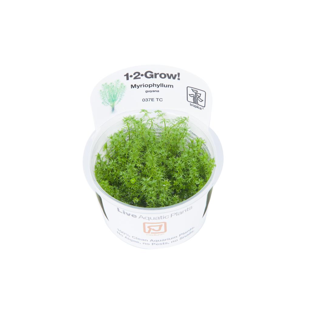 Tropica Myriophyllum Guyana 1-2-Grow!