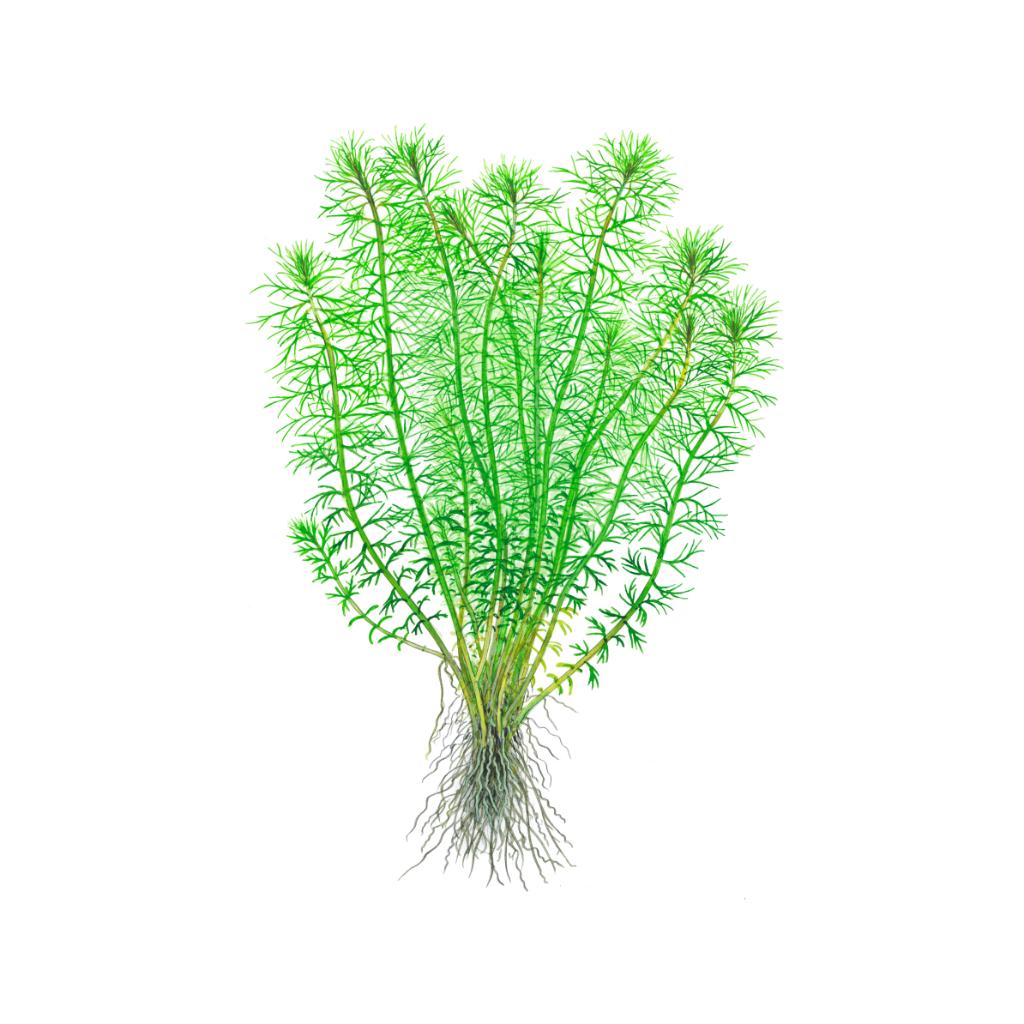 Tropica Myriophyllum Guyana 1-2-Grow!