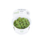 Tropica Salvinia auriculata 1-2-Grow!