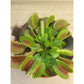 Venus Fly trap Dionaea Muscipula Plant