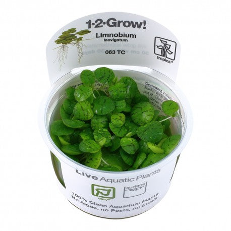 Tropica Limnobium laevigatum (Amazon Frogbit) 1-2-Grow!