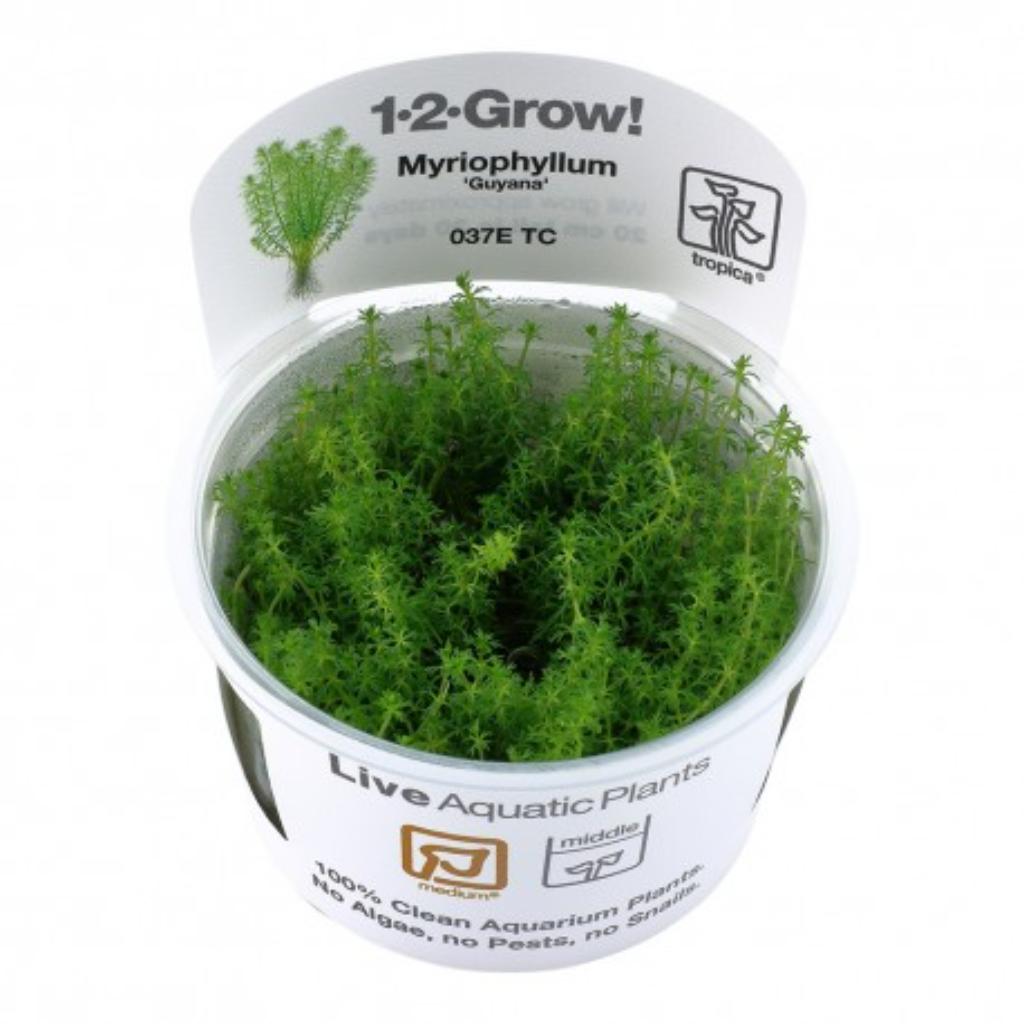 Tropica Myriophyllum Guyana 1-2-Grow!